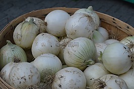 蔥,白,蔬菜