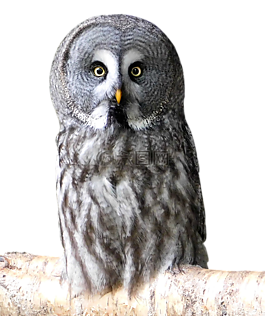 鳥(niǎo),動(dòng)物,春天