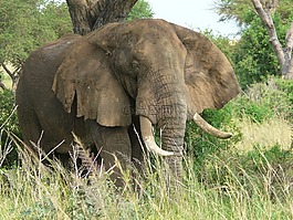 象,烏干達(dá),野生動物