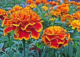萬壽菊,花,植物