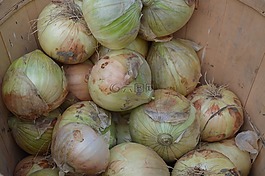 蔥,蔬菜,原