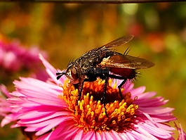 昆蟲,性質(zhì),花