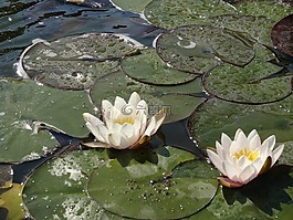 性質,植物,水球