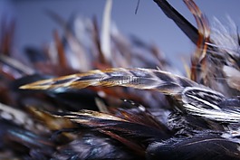 毛皮,鳥,模式