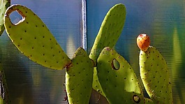 植物,花園,綠色
