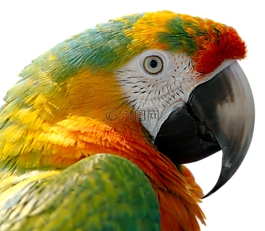 鸚鵡,鳥,春天
