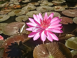 蓮花,緬甸,自然