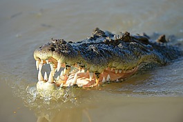 鱷魚,爬行動物,動物