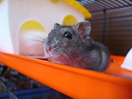 倉鼠,動物,寵物