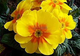 月見草,黃色花,報(bào)春花