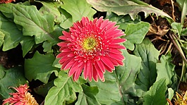 春天,花,紅色