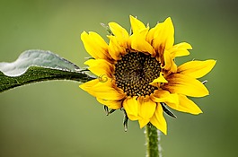 向日葵,花,野花