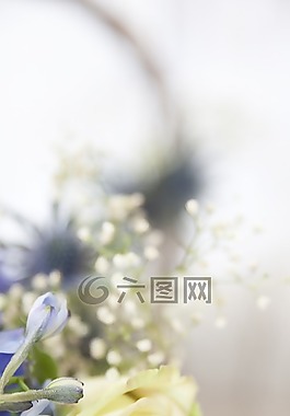 玫瑰,白,白玫瑰
