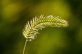 雜草,種子,草