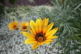 花,黃色,自然
