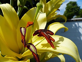 百合,開花,關(guān)閉