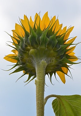 向日葵,花卉,性質(zhì)