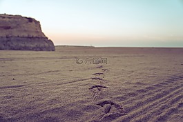 沙,日落,海鷗
