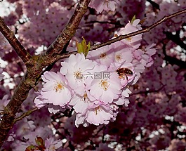 櫻花,開花,日本櫻花樹