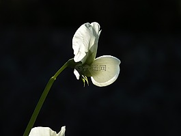 豆,花,光