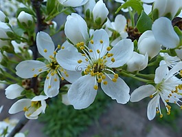 櫻花,關(guān)閉,酸櫻桃