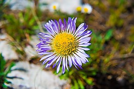 花,meadowlark,野生