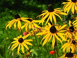 rudbekia,rudbekie,鲜花