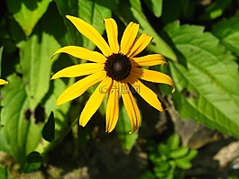 rudbekia,花,花園