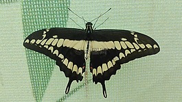 蝴蝶,性質(zhì),翅膀