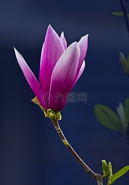 玉蘭,美麗,鮮花