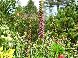花園,鮮花,入戶花園