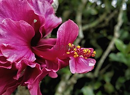 花,花蜜,粉紅色