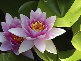 獨(dú)獨(dú)黃,開花,粉紅色