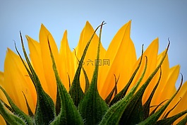 向日葵,花卉,性質(zhì)