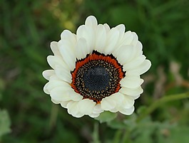 花,植物,自然
