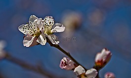 美丽,鲜花,梅花