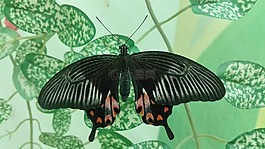 蝴蝶,性質(zhì),翅膀
