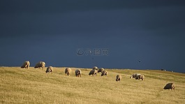 雷暴,堤防羊,羊