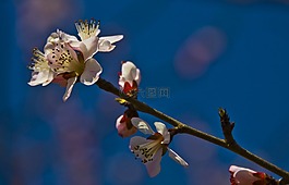美麗,鮮花,梅花