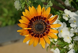 海角雏菊,venidium fastuosum,花