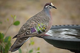 鳥,自然,野生動物