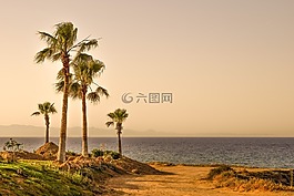 棕榈树,海,地平线