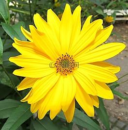 開花,廠,花