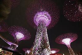 supertree,夜,新加坡