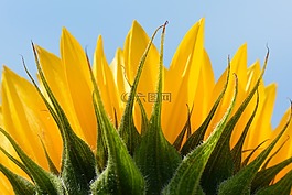 向日葵,花卉,性質(zhì)