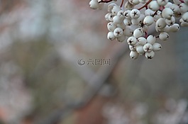 漿果,冬天,櫻桃