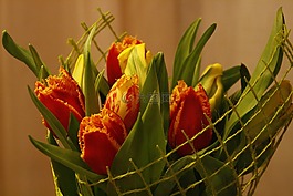 鮮花,春天,郁金香