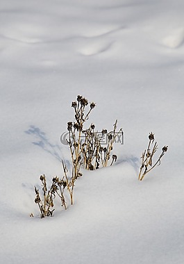 雪,冬天,冷