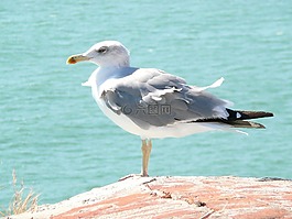 海鷗,鳥,海