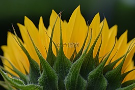 向日葵,花卉,性質(zhì)